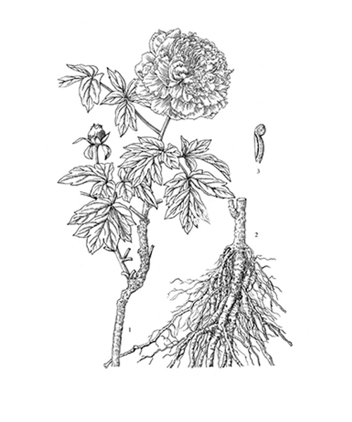 Natural compounds from  Paeonia suffruticosa